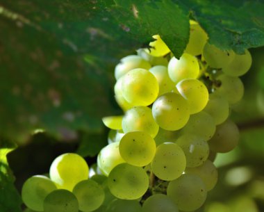 beyaz üzüm