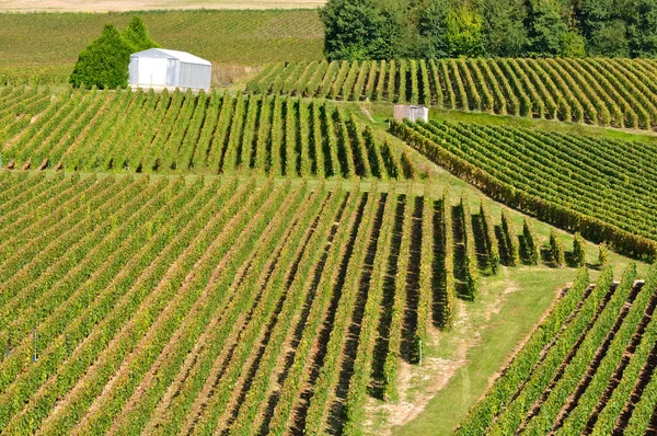 Champagner-Weinberg (Frankreich) — Stockfoto