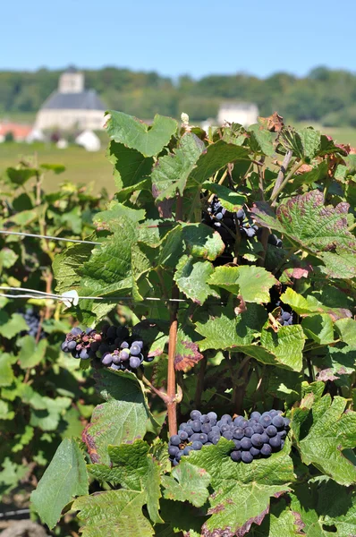 Uvas em vinha — Fotografia de Stock