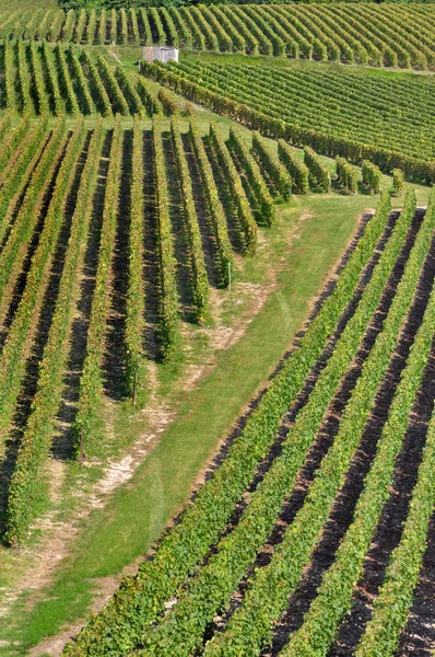 Champagne vingård (Frankrike) — Stockfoto