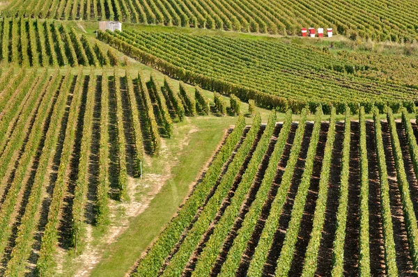 Şampanya vineyard (Fransa) — Stok fotoğraf