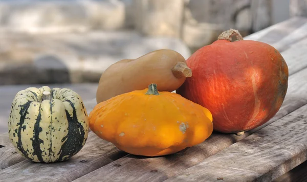 Varieties of pumpkins — Stock Photo, Image