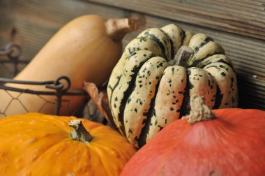 çeşitli squashes