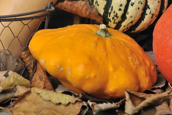 Pattypan — Stock Photo, Image