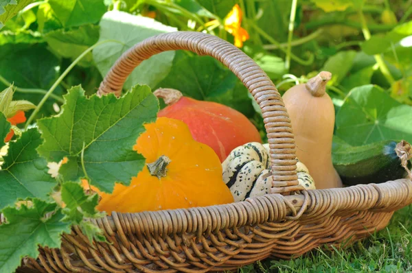Basket of squash in garden — Stock Photo, Image