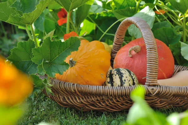 Basket of squash in garden — Stock Photo, Image