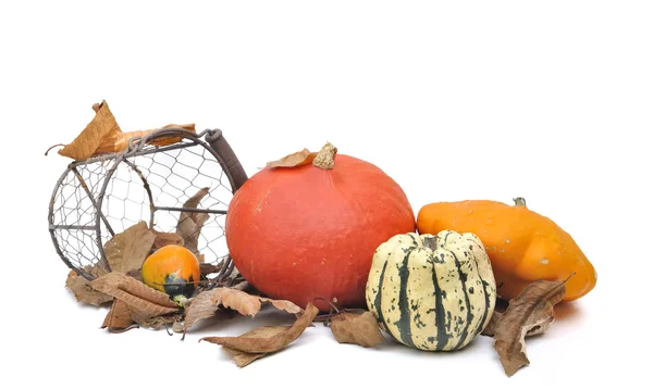 Various squashes — Stock Photo, Image