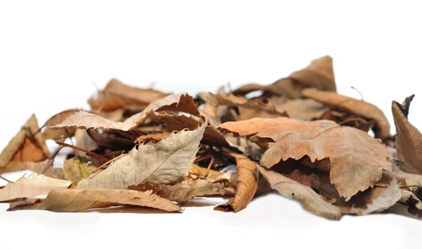 Мертвые листья — стоковое фото
