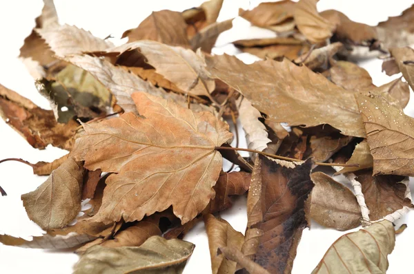 Dead leaves — Stock Photo, Image