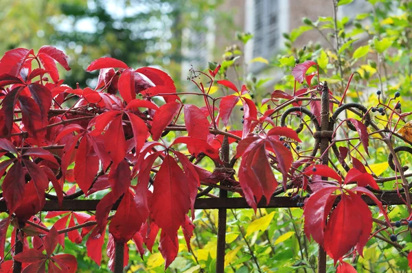 Fence autumnal — Stock Photo, Image