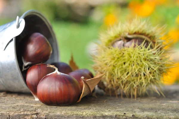 Chestnuts — Stock Photo, Image