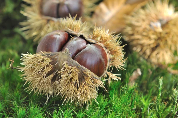 Castanhas no solo — Fotografia de Stock