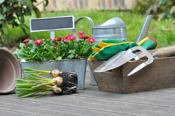 Planting flower bulbs — Stock Photo, Image