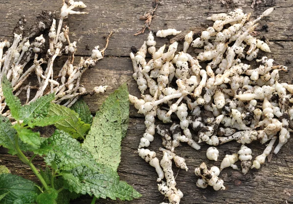 Harvest Chinese artichokes — Stock Photo, Image