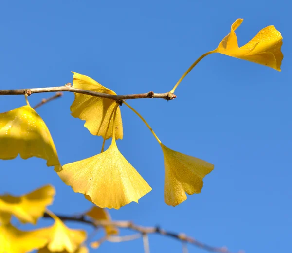 Last autumn  leaves — Stock Photo, Image