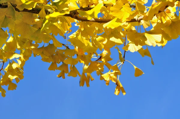 Yellow ginkgo foliage — Stock Photo, Image