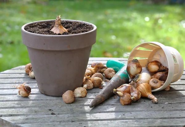 Bulbos de flores no jardim — Fotografia de Stock