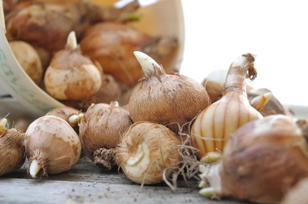 Piles of flower bulbs on a table — Stock Photo, Image