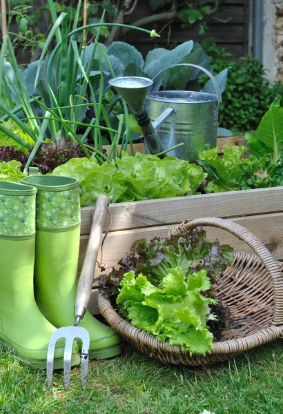 Basket salad in garden — Stock Photo, Image
