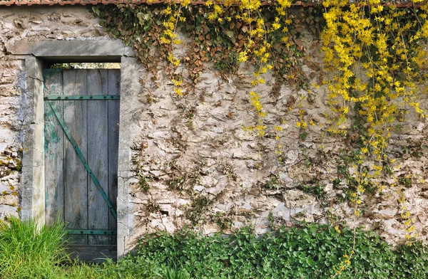 Muro de jardín con vegetación —  Fotos de Stock