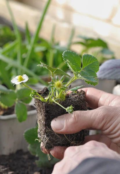 strawberry plant