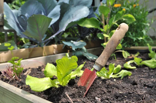 Planting lettuce — Stock Photo, Image