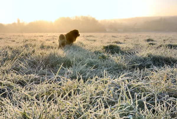 Dog in grass covered with frost — Stock Photo, Image