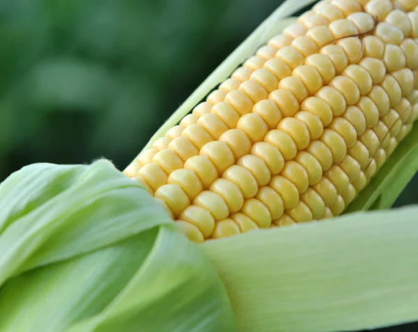 Zrno kukuřice — Stock fotografie