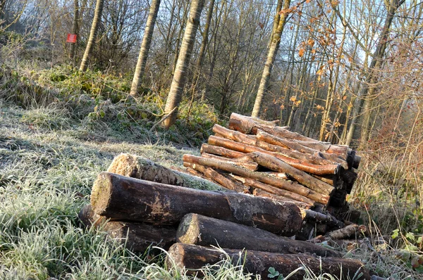 Woodpiles — Stock Image Woodpiles Royalty Free Stock Images
