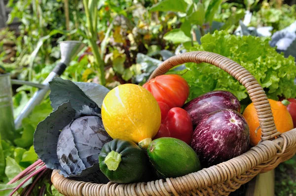 Kleurrijke groenten — Stockfoto