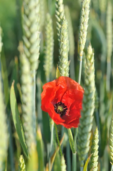 Buğday ile haşhaş — Stok fotoğraf