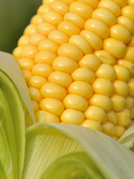 Closeup on corn — Stock Photo, Image