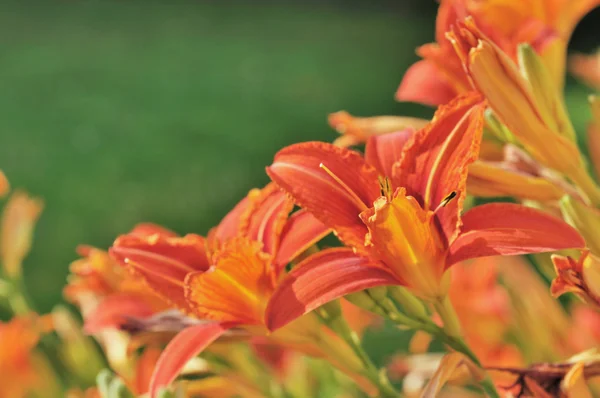 Daylilies — Stock Photo, Image