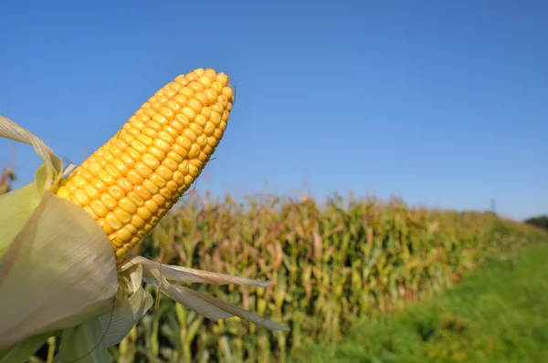 成熟的玉米 — 图库照片