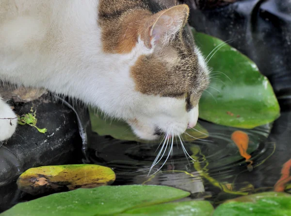 Cat looking for fishes — Stock Photo, Image