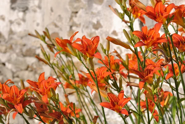 Daylily — Stock Photo, Image