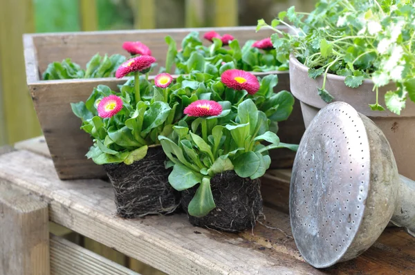 Daisies seedlings — Stock Photo, Image