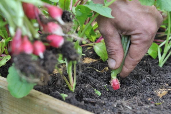 Picking radishes — Stock Photo, Image