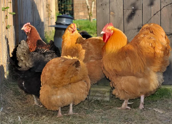 Orpington hens and rooster — Stock Photo, Image