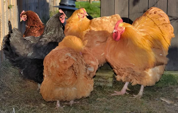 Orpington hens and rooster — Stock Photo, Image
