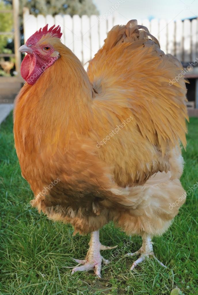 férfiak kakas cső meztelen galák képei