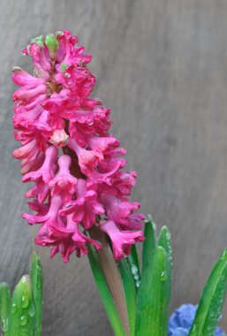 damla ile kaplı sümbül