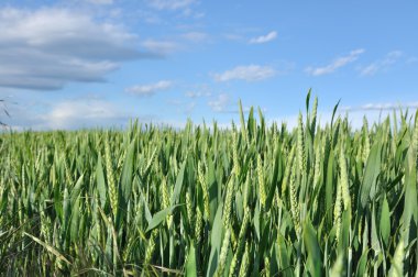 olgunlaşmamış buğday 