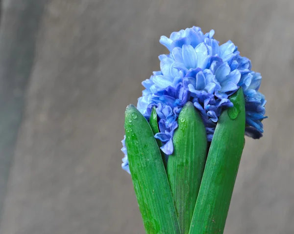 Jacinto azul — Foto de Stock