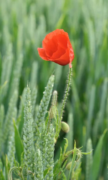 Buğday tarlasında haşhaş — Stok fotoğraf