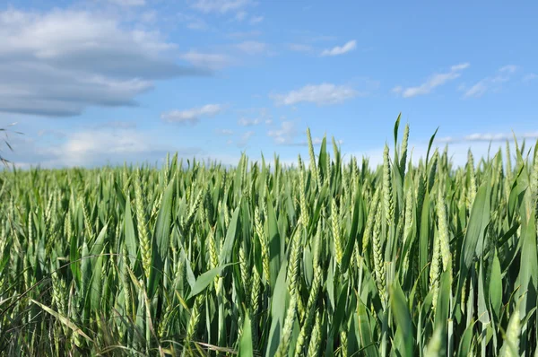 未成熟小麦 — 图库照片