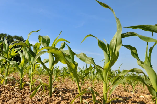 Shoots of corn — Stock Photo, Image