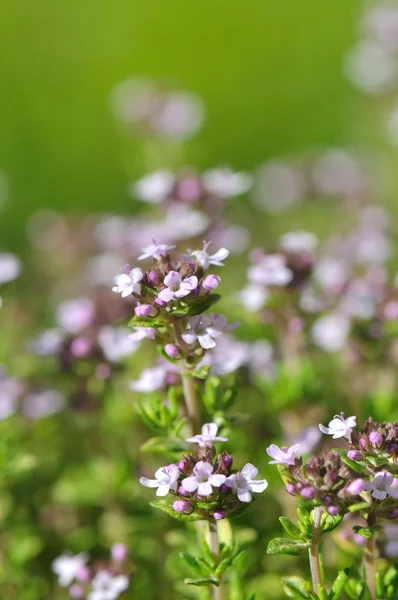 Thymianblüten — Stockfoto