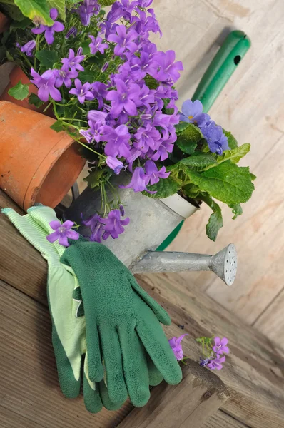 Bellflowers and gardening — Stock Photo, Image