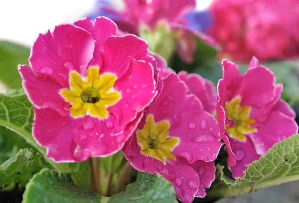 Floral freshness — Stock Photo, Image